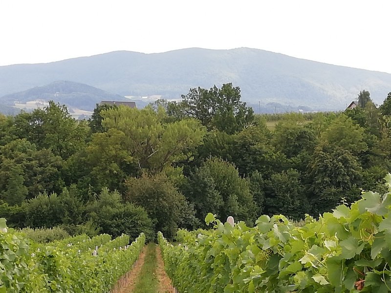 Banach Winnica Szczyrzycka – Vinisfera