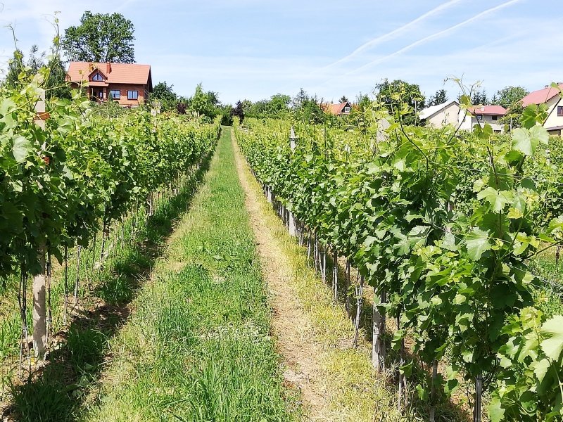 Banach Winnica Szczyrzycka – Vinisfera