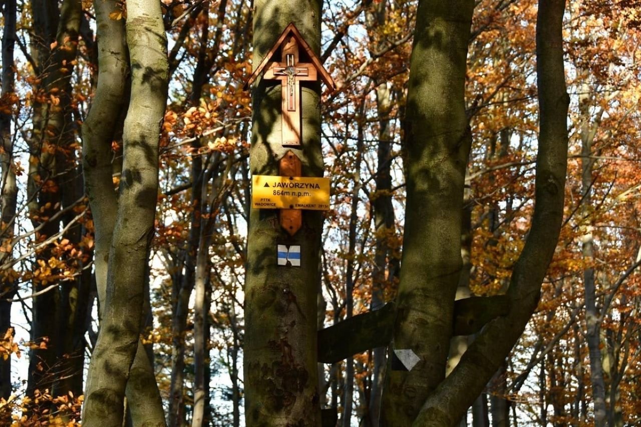 Jaworzyna - najwyższy szczyt Żywca 1 Szczyt Jaworzyna w Żywcu