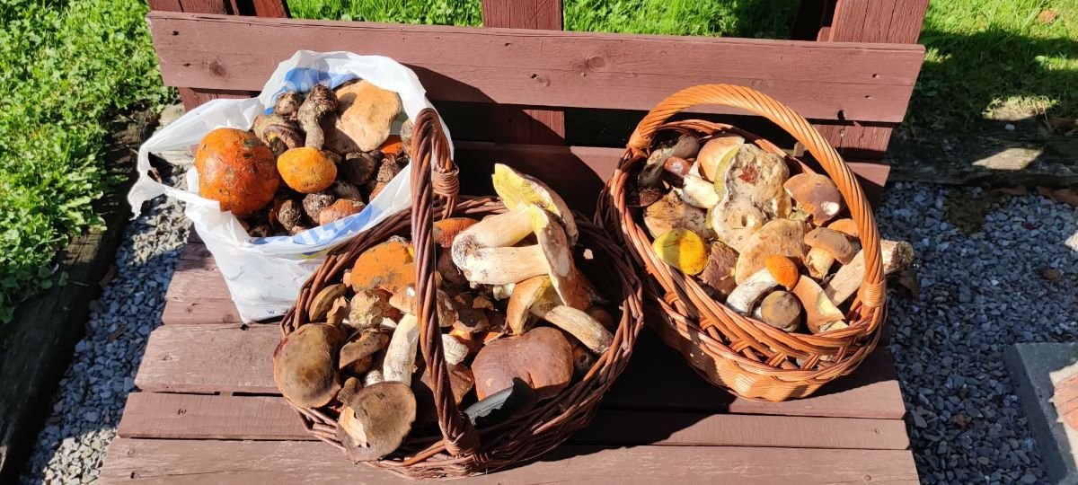 Gdzie na grzyby w Beskidach? Tu w sezonie zawsze jest prawdziwy wysyp. Sprawdzone miejsca na wrzesień i październik 5 Grzybobranie w Beskidach