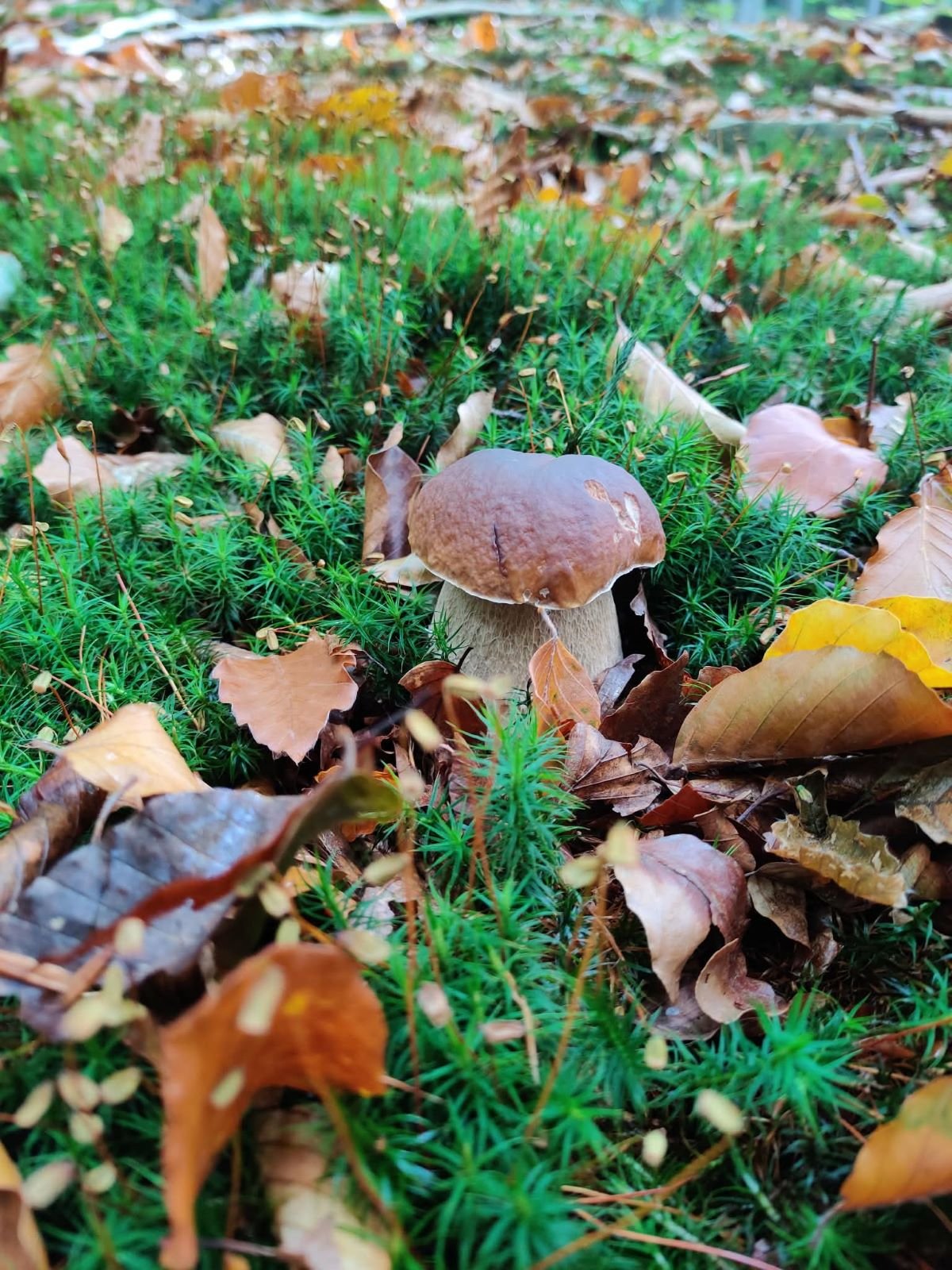 Gdzie na grzyby w Beskidach? Tu w sezonie zawsze jest prawdziwy wysyp. Sprawdzone miejsca na wrzesień i październik 4 Sezon grzybowy w Beskidach - wrzesień i październik 2026