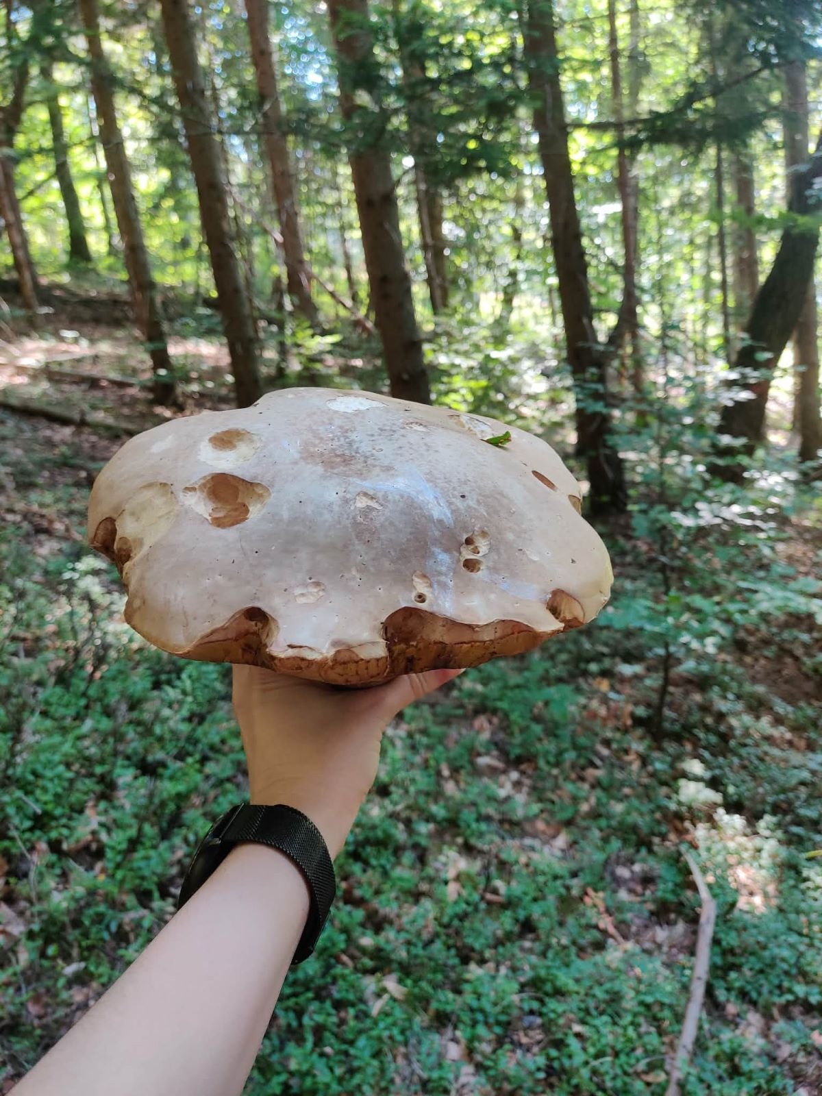 Gdzie na grzyby w Beskidach? Tu w sezonie zawsze jest prawdziwy wysyp. Sprawdzone miejsca na wrzesień i październik 1 Borowik szlachetny znaleziony na trasie Lipowa - Skrzyczne
